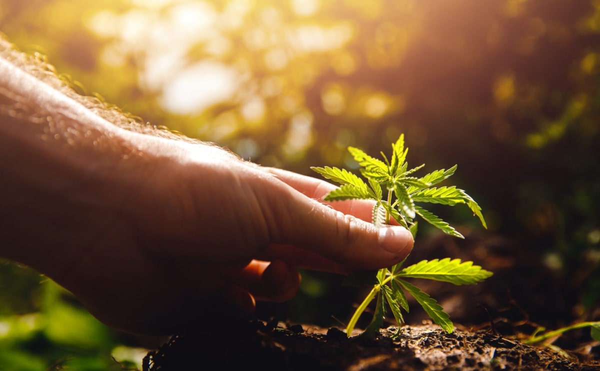 Medical Marijuana Blog Img 1 1