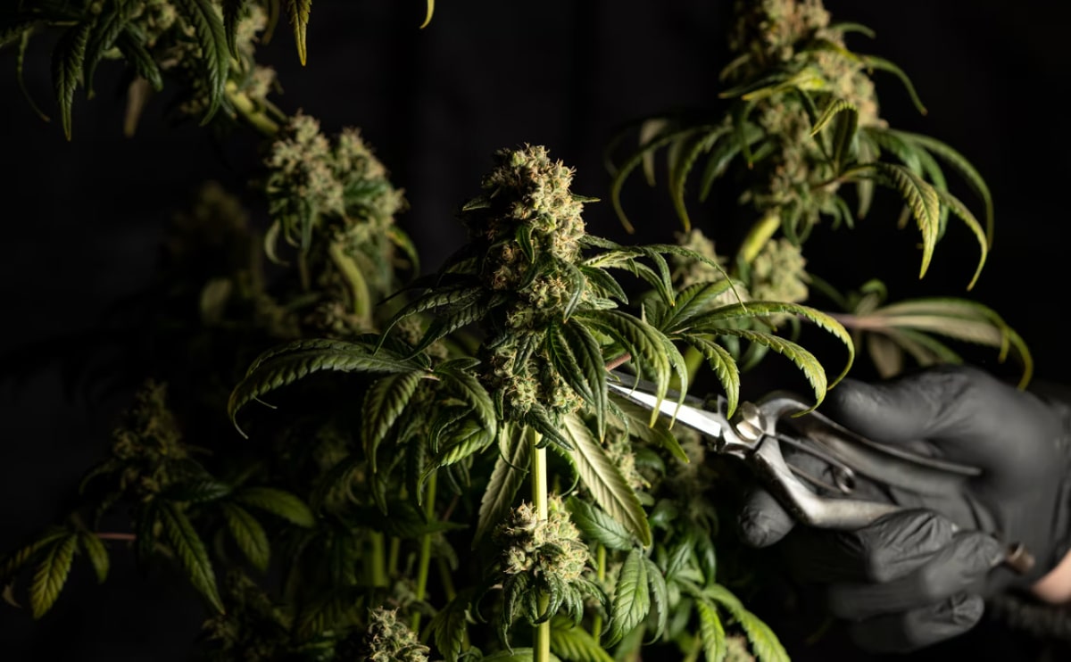 Medical Marijuana Blog Img 9 1